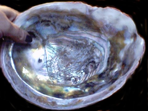 abalonemy.jpg - 38786 Bytes