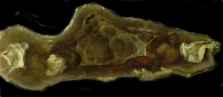 agcoral.jpg - 13970 Bytes