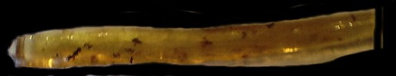 amber1.jpg - 9239 Bytes