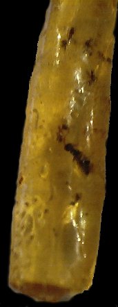 amberant.jpg - 13673 Bytes