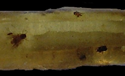 amberfly.jpg - 14013 Bytes