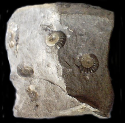 ammonites.jpg - 37651 Bytes