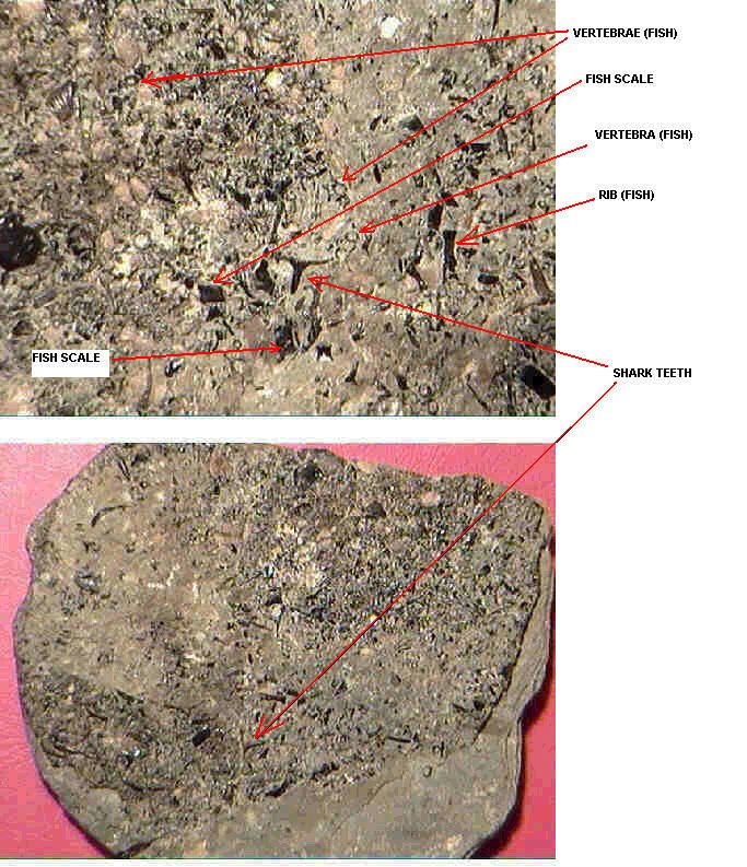 bonebed.jpg - 139791 Bytes