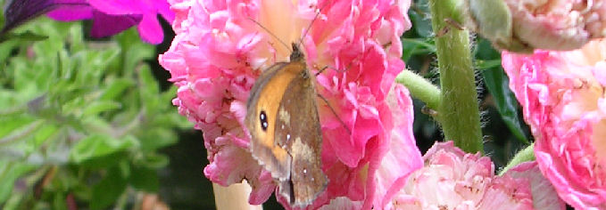 butterfly and hollyhocks