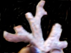 coralcolour.jpg - 7273 Bytes