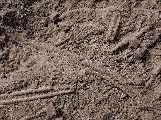 crinoid1.jpg - 36162 Bytes
