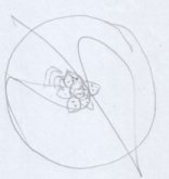 ech.jpg - 3981 Bytes