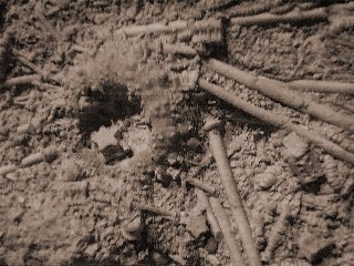 echinoid1.jpg - 30333 Bytes