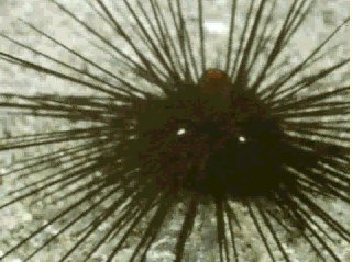 echinoidick.jpg - 23061 Bytes