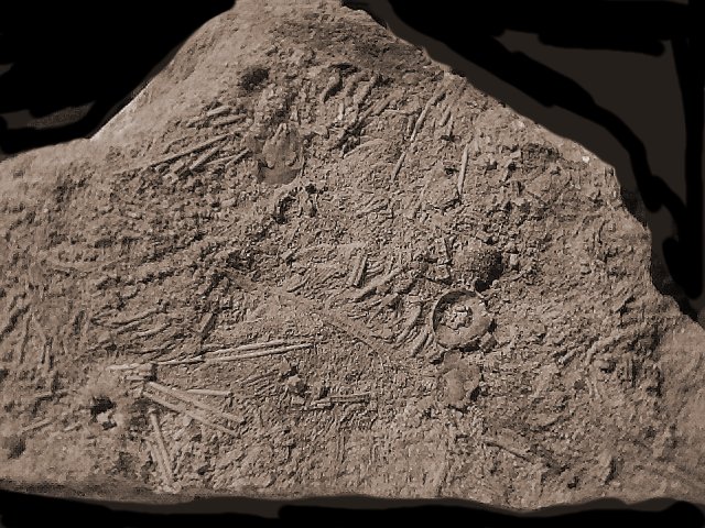 echinoids.jpg - 112275 Bytes