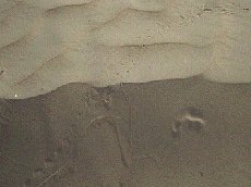 footprints.jpg - 9925 Bytes