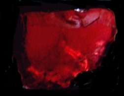 garnet2.jpg - 7168 Bytes