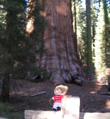 meaniesherman.jpg - 18216 Bytes