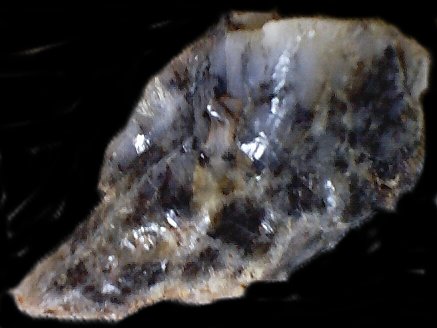 mossopal.jpg - 27130 Bytes