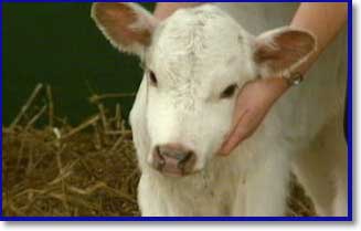 phoenix.jpg - 10950 Bytes