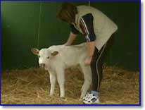 phoenix2.jpg - 4699 Bytes