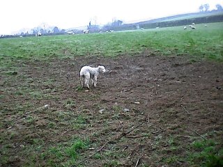 smdmlamb.jpg - 27912 Bytes