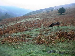 smdmpony.jpg - 27937 Bytes