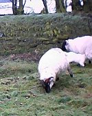 smdmsheeps.jpg - 10342 Bytes