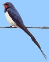 swallow1.jpg - 2606 Bytes