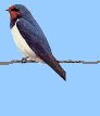 swallow2.jpg - 2174 Bytes