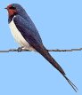 swallow3.jpg - 2452 Bytes
