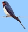 swallow4.jpg - 2420 Bytes