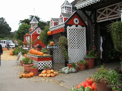 usaapumpkin3.jpg - 46625 Bytes