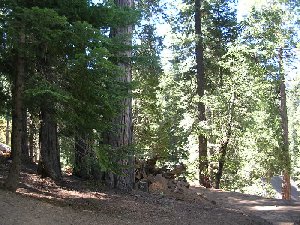 usabackyard.jpg - 35093 Bytes