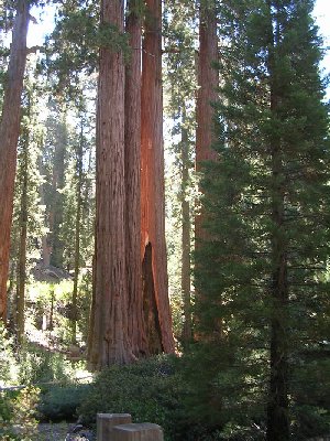 usabigtrees.jpg - 51419 Bytes