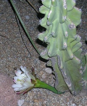 usacamelbackflower.jpg - 41519 Bytes