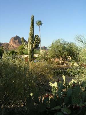 usacamelbacksm.jpg - 36021 Bytes
