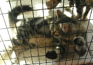 usacat.jpg - 24307 Bytes