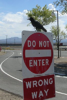 usacrow.jpg - 29821 Bytes