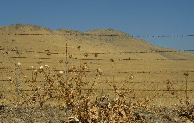usadeadflowers.jpg - 29218 Bytes
