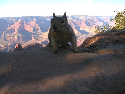usagcsquirrelsm.jpg - 24149 Bytes