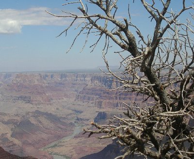 usagctreesm.jpg - 43874 Bytes