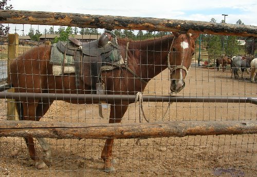 usahorse.jpg - 68174 Bytes