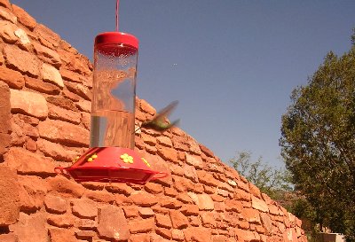 usahummingbird2.jpg - 37474 Bytes