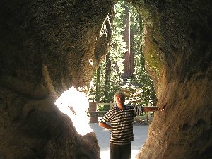 usainsidetree.jpg - 23695 Bytes