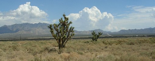 usajoshuatree.jpg - 25547 Bytes