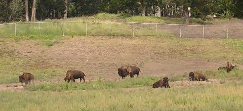 usasfbuffalo.jpg - 32707 Bytes