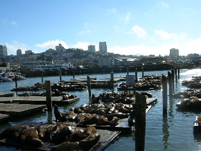 usasfseals.jpg - 37047 Bytes