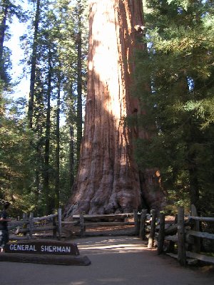 usashermanbottom.jpg - 46604 Bytes