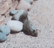 usasquirrel.jpg - 9021 Bytes