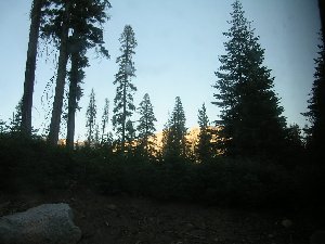 usasunsetsequoia.jpg - 18915 Bytes