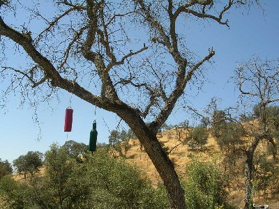usatinklingtree.jpg - 55785 Bytes
